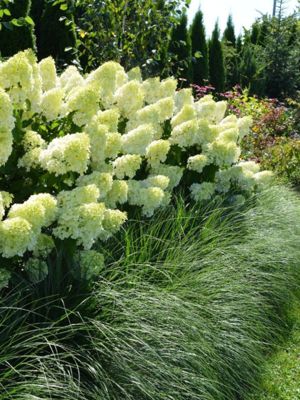 Гортензия Полар Бир (Polar Bear) метельчатая купить с доставкой