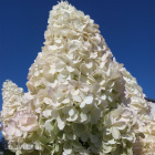 Гортензия Полар Бир (Polar Bear) метельчатая Гортензия Полар Бир (Polar Bear) метельчатая