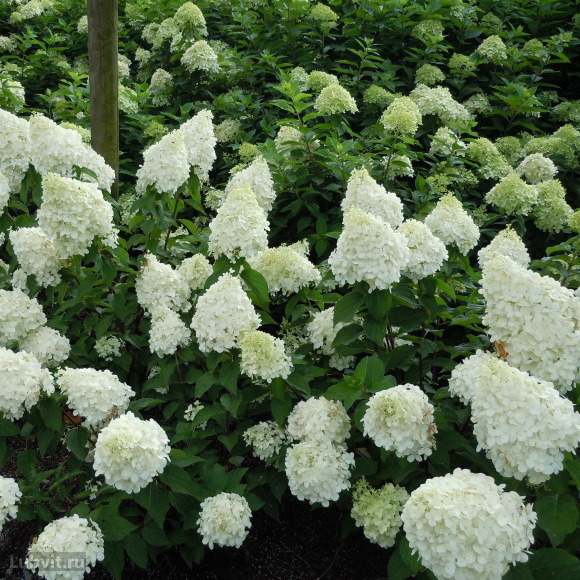 Гортензия Полар Бир (Polar Bear) метельчатая купить с доставкой Гортензия Полар Бир (Polar Bear) метельчатая купить с доставкой