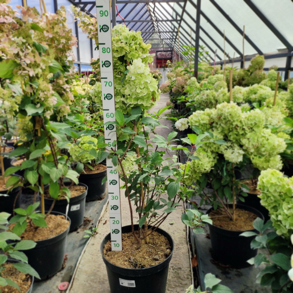 Гортензия Полар Бир (Polar Bear) метельчатая купить с доставкой Гортензия Полар Бир (Polar Bear) метельчатая купить с доставкой