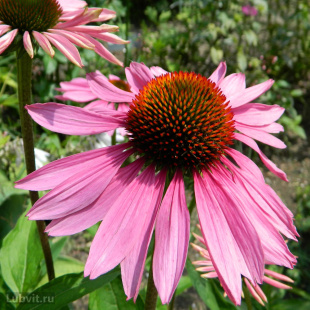 Эхинацея Пика Белла (Pica Bella)