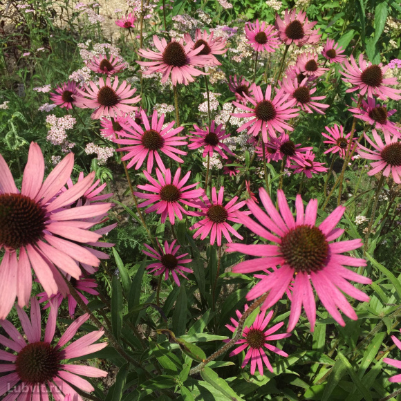 Эхинацея Пика Белла (Pica Bella) купить с доставкой