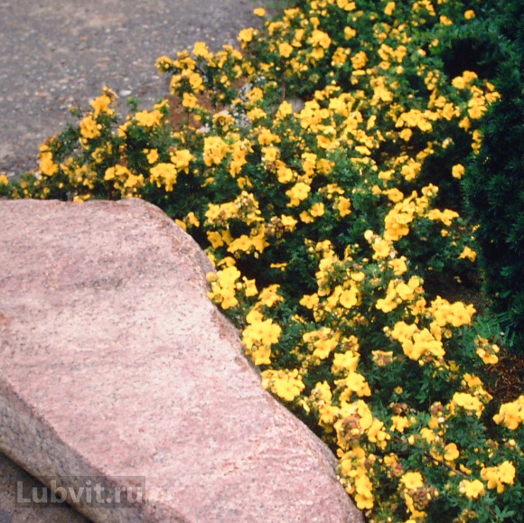 Лапчатка Ассортимент купить с доставкой