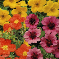 Лапчатка Ассортимент Лапчатка Ассортимент