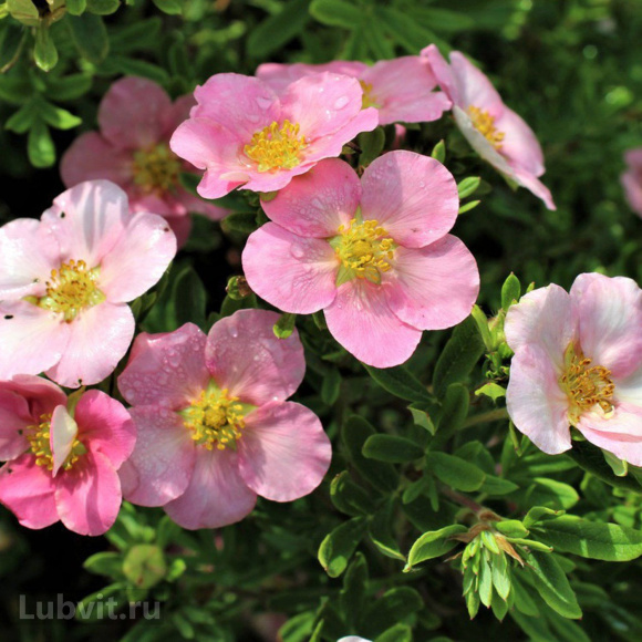 Лапчатка Ассортимент купить с доставкой