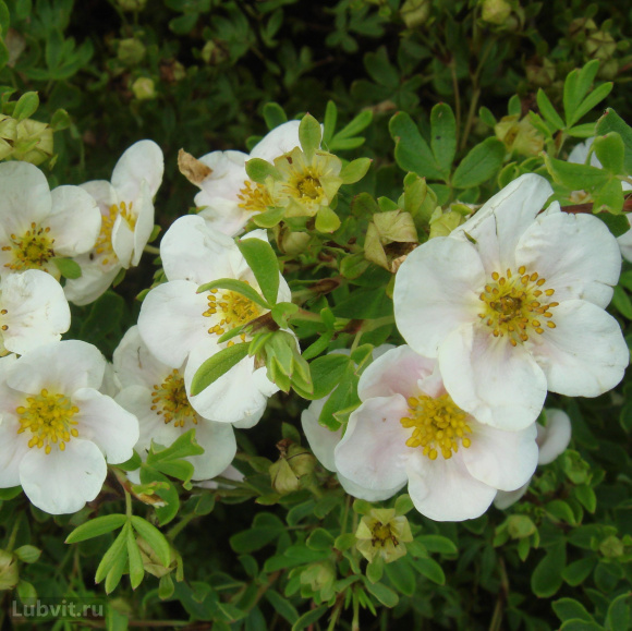 Лапчатка Ассортимент купить с доставкой