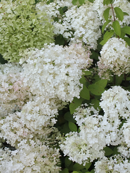 Гортензия Бобо (Bobo) метельчатая купить с доставкой