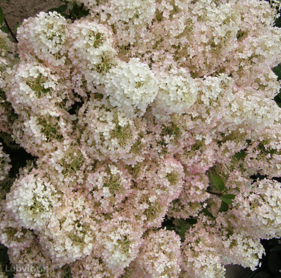 Гортензия Бобо (Bobo) метельчатая купить с доставкой Гортензия Бобо (Bobo) метельчатая купить с доставкой