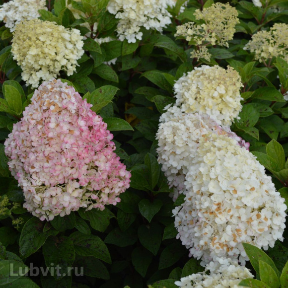 Гортензия Бобо (Bobo) метельчатая купить с доставкой Гортензия Бобо (Bobo) метельчатая купить с доставкой