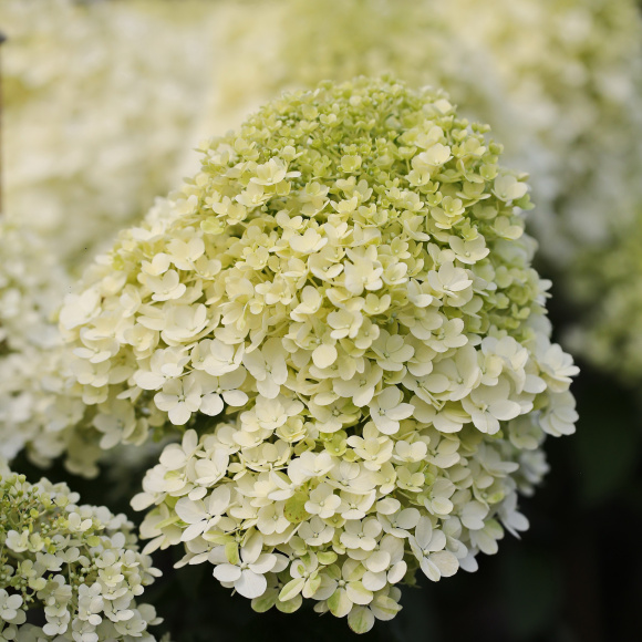 Гортензия Бобо (Bobo) метельчатая купить с доставкой Гортензия Бобо (Bobo) метельчатая купить с доставкой