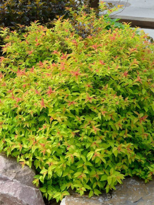 Спирея Голдмаунд (Goldmound)