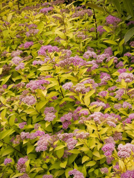 Спирея Голдмаунд (Goldmound) купить с доставкой