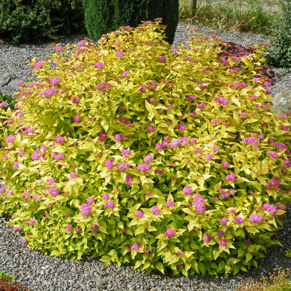 Спирея Голдмаунд (Goldmound) купить с доставкой