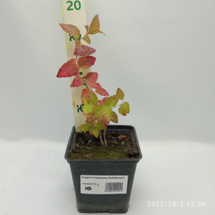 Спирея Голдмаунд (Goldmound)