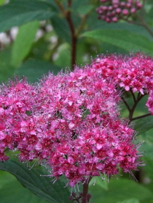 Спирея Дартс Ред (Dart's Red)