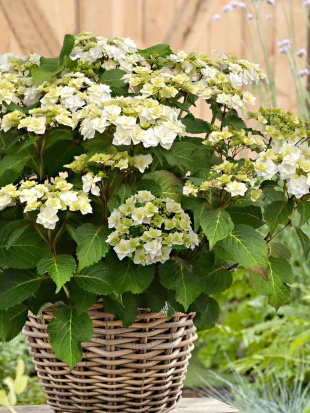 Гортензия Допио Бьянко (Doppio Bianco) крупнолистная