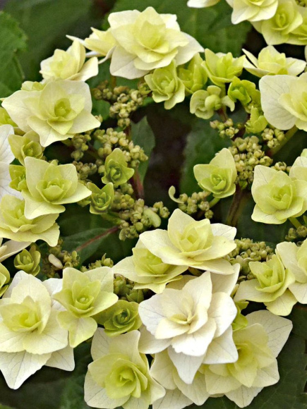 Гортензия Допио Бьянко (Doppio Bianco) крупнолистная купить с доставкой