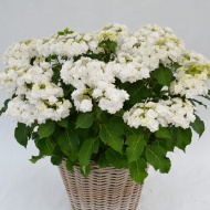 Гортензия Допио Бьянко (Doppio Bianco) крупнолистная Гортензия Допио Бьянко (Doppio Bianco) крупнолистная