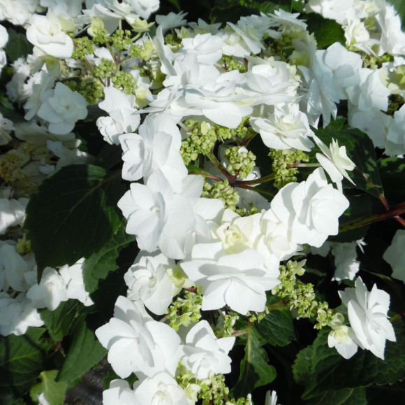Гортензия Допио Бьянко (Doppio Bianco) крупнолистная купить с доставкой Гортензия Допио Бьянко (Doppio Bianco) крупнолистная купить с доставкой