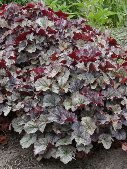 Гейхера Нозен Экспоже Сильвер (Northern Exposure Silver) купить с доставкой