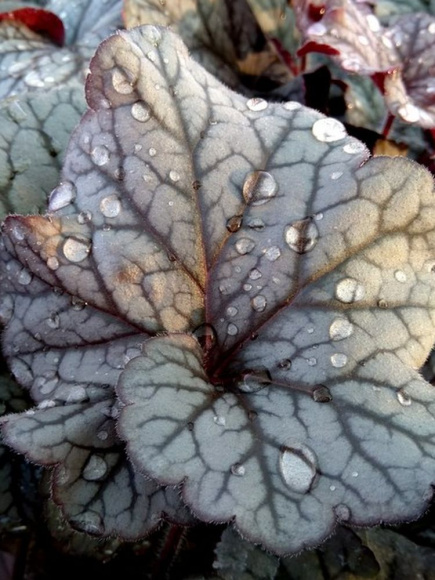 Гейхера Нозен Экспоже Сильвер (Northern Exposure Silver) купить с доставкой