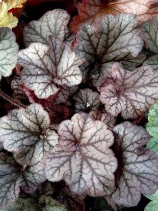 Гейхера Нозен Эксплуожен Сильвер (Northern Exposure Silver)