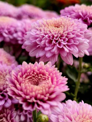 Хризантема корейская Звезда Подмосковья