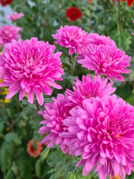 Хризантема корейская Звезда Подмосковья купить с доставкой