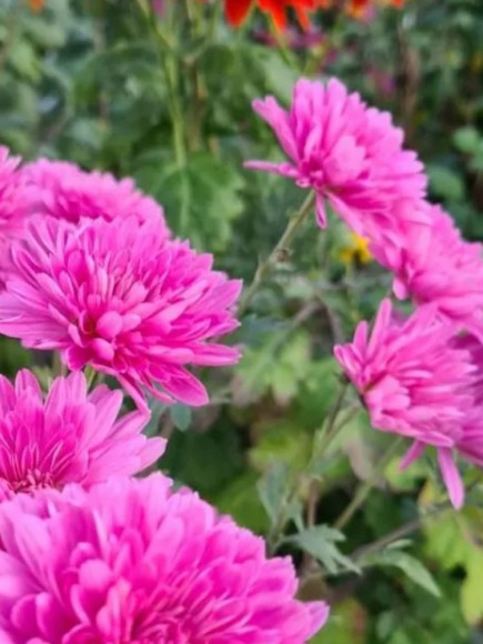 Хризантема корейская Звезда Подмосковья купить с доставкой