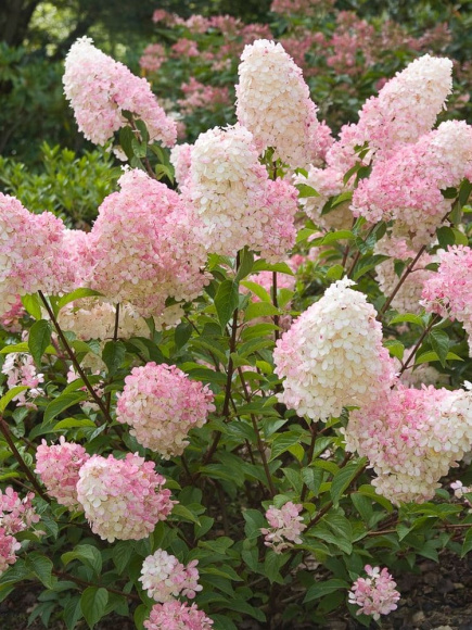 Гортензия Ванилла Фрейз (Vanille Fraise) метельчатая купить с доставкой