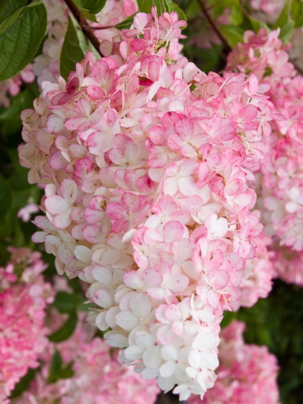 Гортензия Ванилла Фрейз (Vanille Fraise) метельчатая купить с доставкой