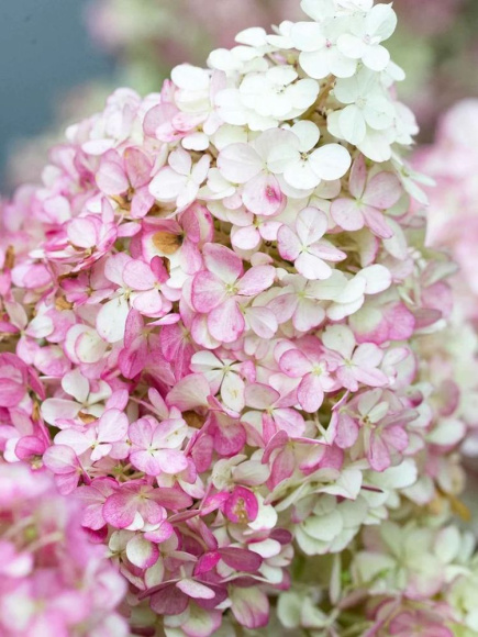 Гортензия Ванилла Фрейз (Vanille Fraise) метельчатая купить с доставкой