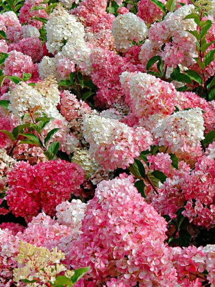 Гортензия Ванилла Фрейз (Vanille Fraise) метельчатая купить с доставкой