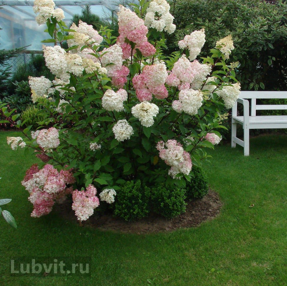 Гортензия Ванилла Фрейз (Vanille Fraise) метельчатая купить с доставкой Гортензия Ванилла Фрейз (Vanille Fraise) метельчатая купить с доставкой