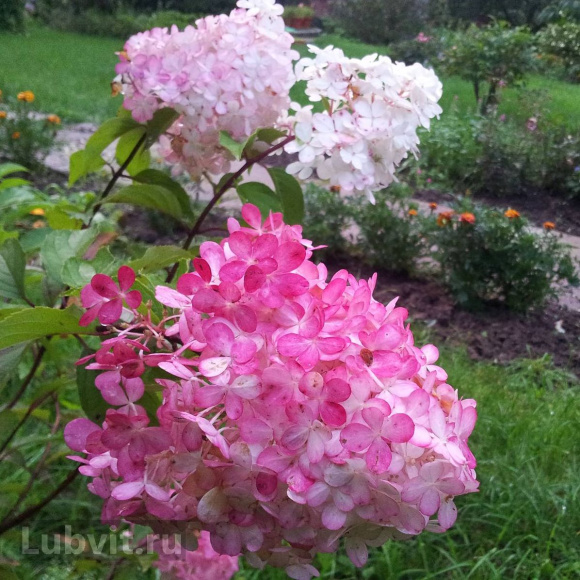 Гортензия Ванилла Фрейз (Vanille Fraise) метельчатая купить с доставкой Гортензия Ванилла Фрейз (Vanille Fraise) метельчатая купить с доставкой