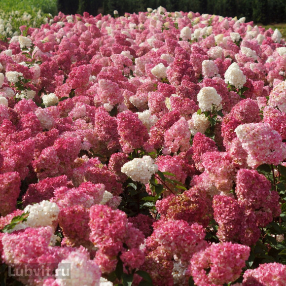Гортензия Ванилла Фрейз (Vanille Fraise) метельчатая купить с доставкой Гортензия Ванилла Фрейз (Vanille Fraise) метельчатая купить с доставкой