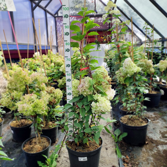 Гортензия Ванилла Фрейз (Vanille Fraise) метельчатая купить с доставкой Гортензия Ванилла Фрейз (Vanille Fraise) метельчатая купить с доставкой