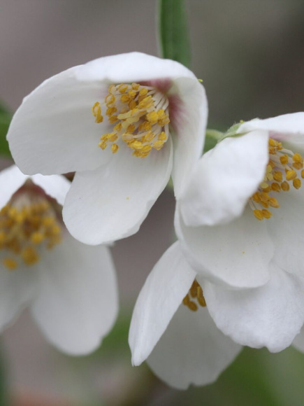 Чубушник Необычный купить с доставкой