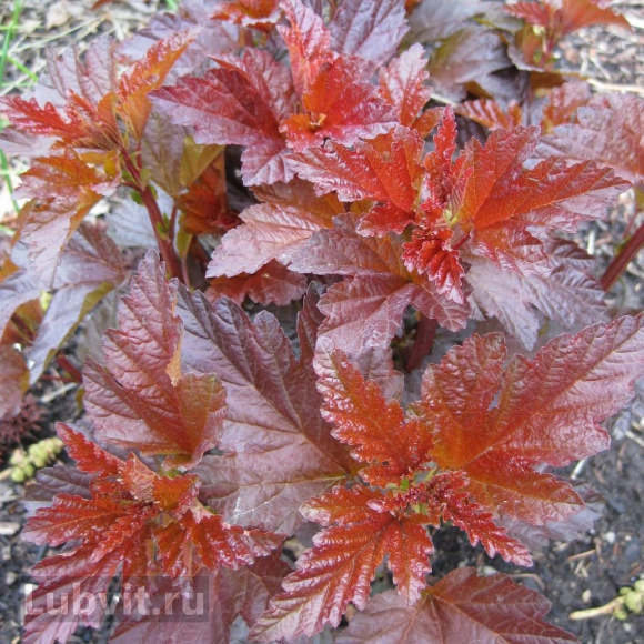 Пузыреплодник Красный (Red) купить с доставкой Пузыреплодник Красный (Red) купить с доставкой