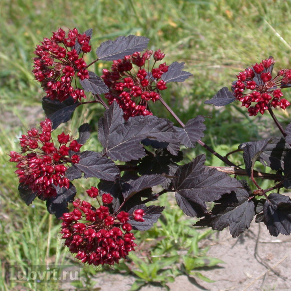 Пузыреплодник Красный (Red) купить с доставкой Пузыреплодник Красный (Red) купить с доставкой