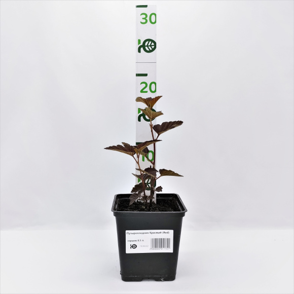 Пузыреплодник Красный (Red) купить с доставкой Пузыреплодник Красный (Red) купить с доставкой