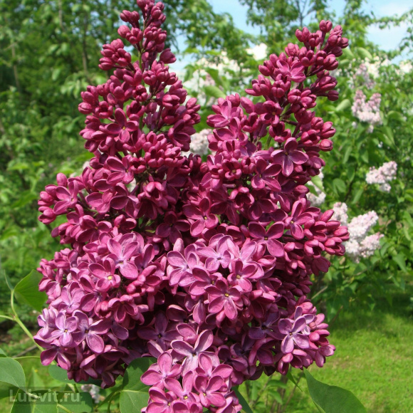 Сирень Знамя Ленина купить с доставкой