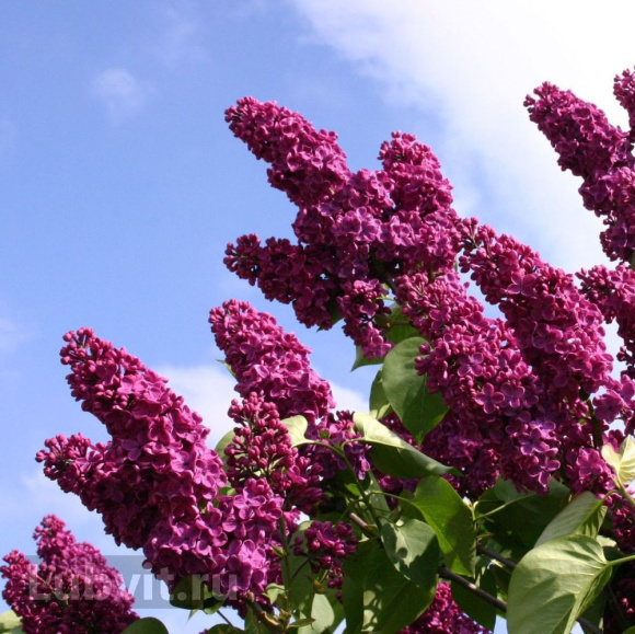 Сирень Знамя Ленина купить с доставкой