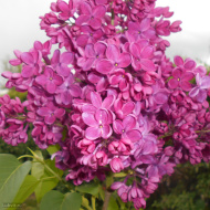 Сирень Знамя Ленина Сирень Знамя Ленина