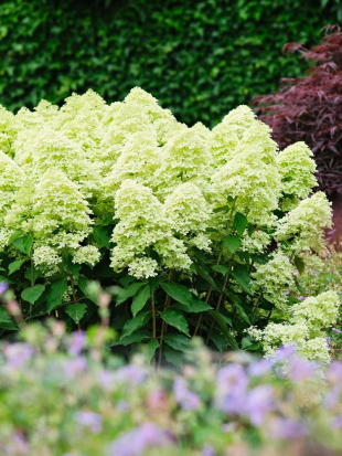 Гортензия Мэджикал Лайм Спаркл (Magical Lime Sparkle) метельчатая