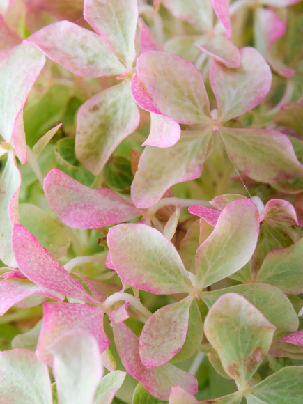 Гортензия Мэджикал Лайм Спаркл (Magical Lime Sparkle) метельчатая купить с доставкой