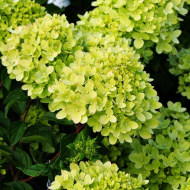 Гортензия Мэджикал Лайм Спаркл (Magical Lime Sparkle) метельчатая Гортензия Мэджикал Лайм Спаркл (Magical Lime Sparkle) метельчатая