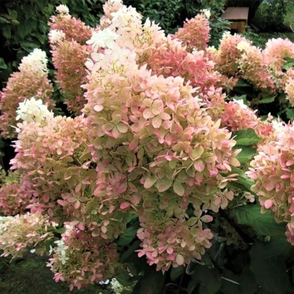 Гортензия Мэджикал Лайм Спаркл (Magical Lime Sparkle) метельчатая купить с доставкой Гортензия Мэджикал Лайм Спаркл (Magical Lime Sparkle) метельчатая купить с доставкой