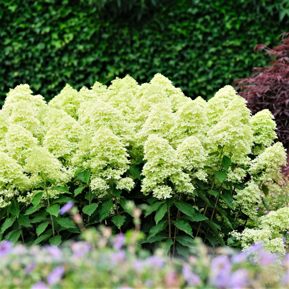 Гортензия Мэджикал Лайм Спаркл (Magical Lime Sparkle) метельчатая купить с доставкой Гортензия Мэджикал Лайм Спаркл (Magical Lime Sparkle) метельчатая купить с доставкой