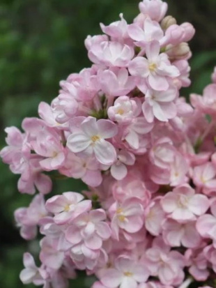 Сирень Милосердие